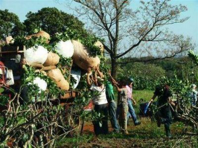El sector yerbatero con una oscura perspectiva por acci�n de la sequ�a