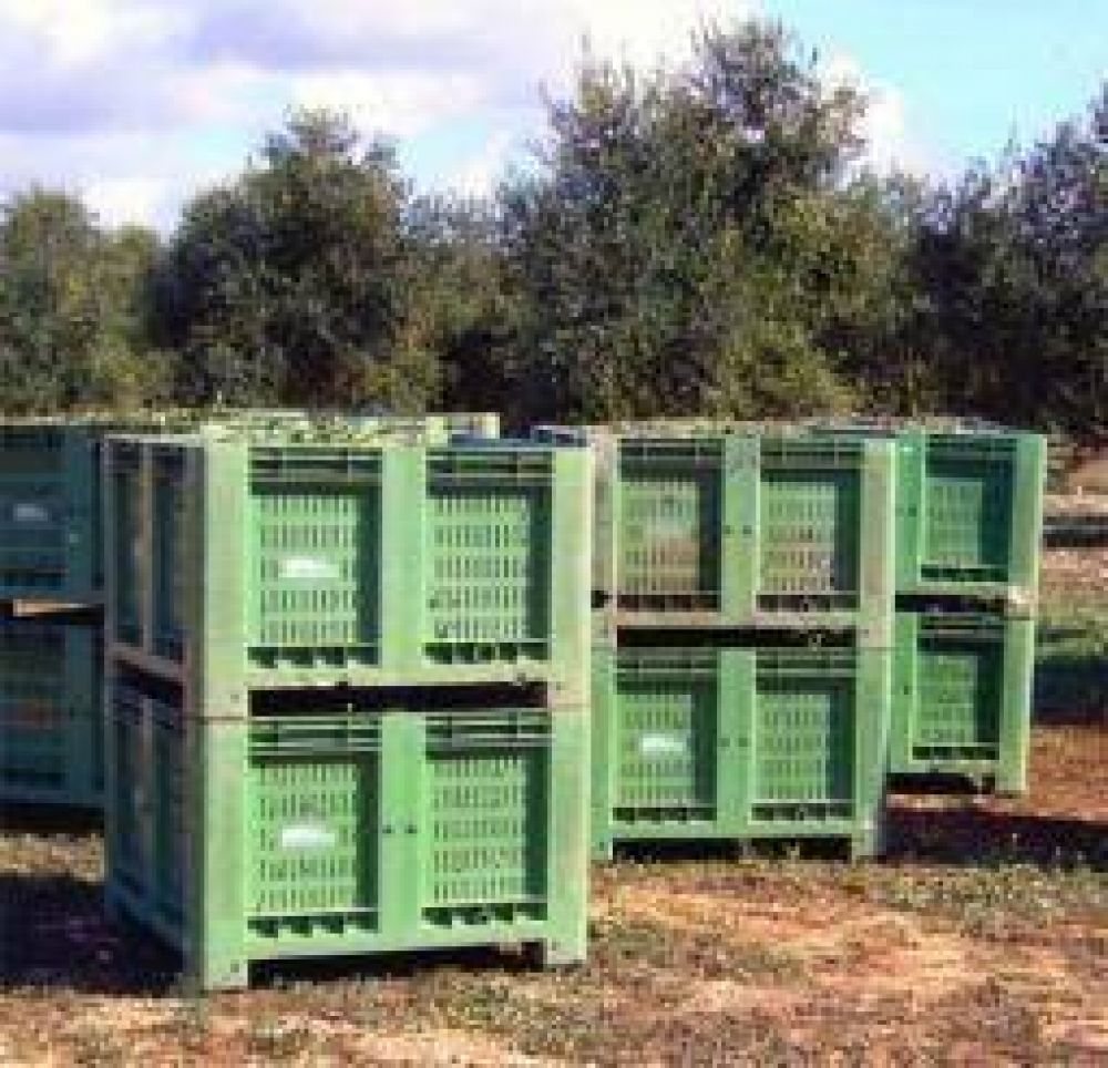 El sector oliv�cola dice estar en crisis y solicita auxilio oficial