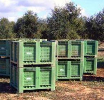 El sector oliv�cola dice estar en crisis y solicita auxilio oficial