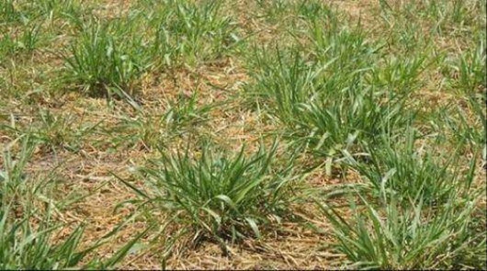 Para paliar los efectos de la sequ�a asesoran en pasturas artificiales