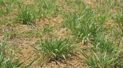 Para paliar los efectos de la sequ�a asesoran en pasturas artificiales