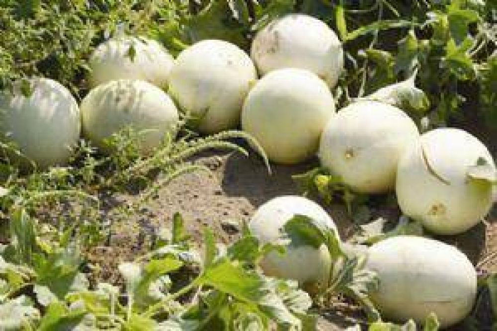 La producci�n temprana del mel�n en Santiago