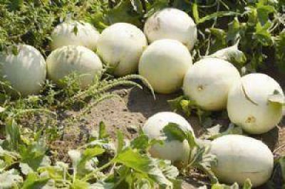 La producci�n temprana del mel�n en Santiago