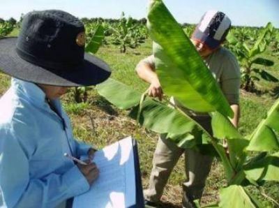 Afirman que bananeros venden gran parte de su producci�n a CEDEVAS 