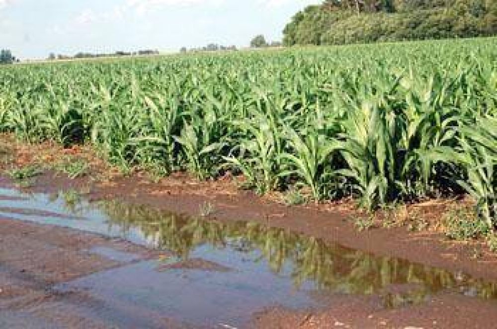 Las �ltimas precipitaciones fueron importantes para los cultivos de segunda