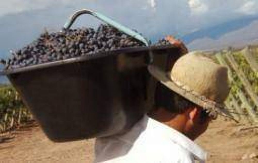 La cosecha vitivin�cola sufrir� una baja del 25% respecto del 2011