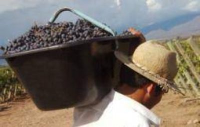 La cosecha vitivin�cola sufrir� una baja del 25% respecto del 2011