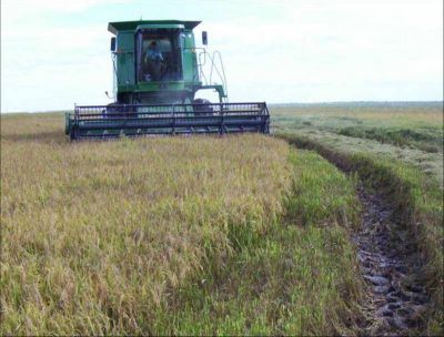 El gobernador inaugurar� el inicio de la cosecha n�mero cien de arroz en Corrientes