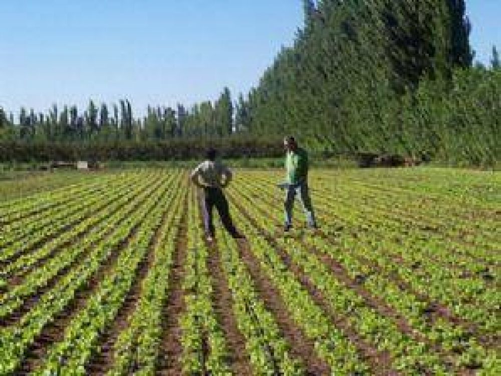 Con nuevas tecnolog�as aumentan la productividad de cultivos hort�colas