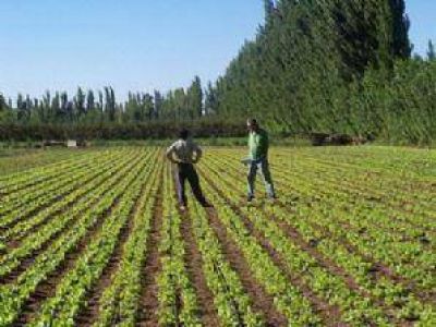 Con nuevas tecnolog�as aumentan la productividad de cultivos hort�colas