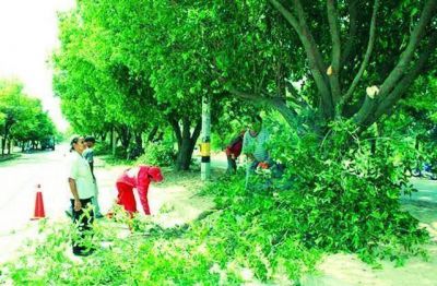 En mayo las personas podr�n pedir el permiso de poda y de erradicaci�n de �rboles en Capital