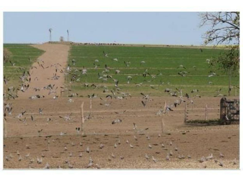 Invasi�n de palomas lesiona los rendimientos del girasol