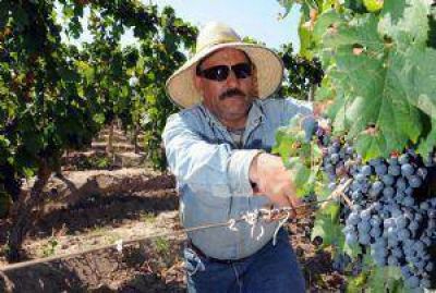 Uva: menos cosecha y bajar�an cupos de mosto