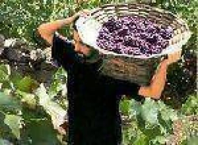 Aseguran que la producci�n de uva cay� un 10 % en relaci�n al 2.008
