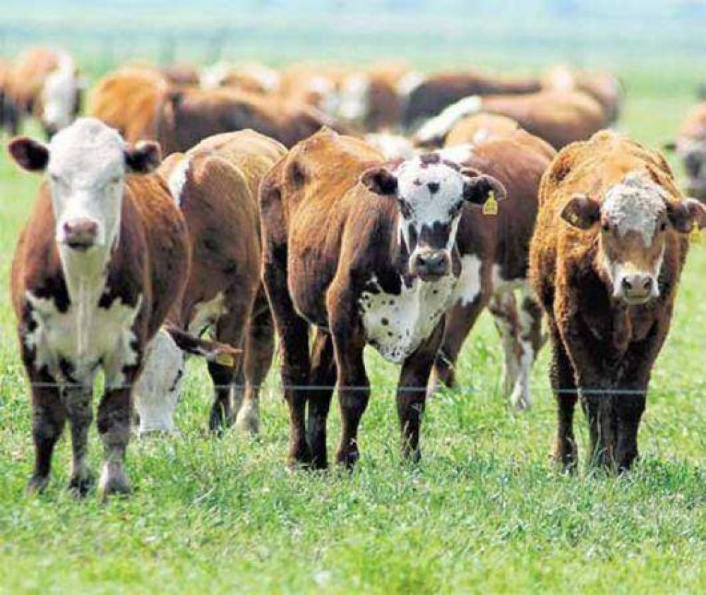 Califican de "desastre" la pol�tica exportadora de carne