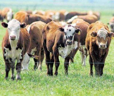 Califican de "desastre" la pol�tica exportadora de carne