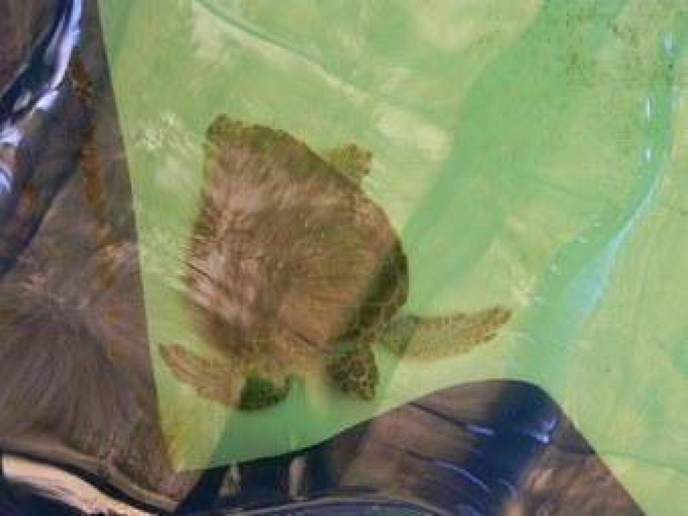 Liberan dos tortugas curadas por el Centro de Rehabilitaci�n de Aquarium‏