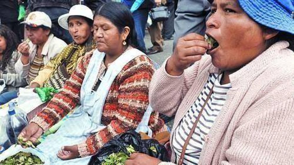 Miles de personas en una �masticada� de hoja de coca