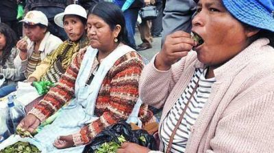 Miles de personas en una �masticada� de hoja de coca