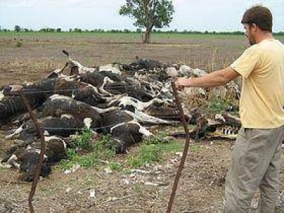 Desaz�n para un tambero de Ceres que repentinamente perdi� 106 vacas