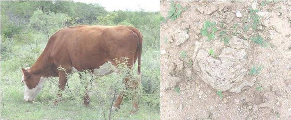 Los problemas del campo en el departamento Belgrano