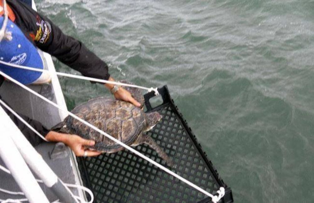 Liberan dos tortugas rescatadas y curadas