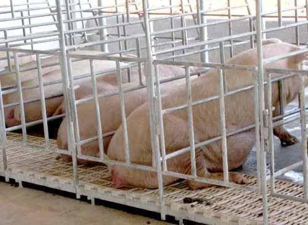 Para 2013 la Cofra buscar� duplicar su capacidad de producci�n porcina