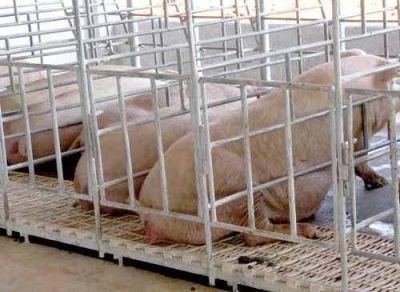 Para 2013 la Cofra buscar� duplicar su capacidad de producci�n porcina