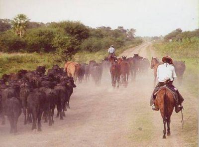 Mejorar�a el panorama en el agro correntino, de continuar las lluvias