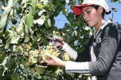 Todav�a no hay acuerdo por el cupo del mosto y por el precio de la uva