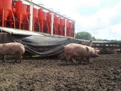 FLORENCIO VARELA: Apoyo a productores de actividad porcina