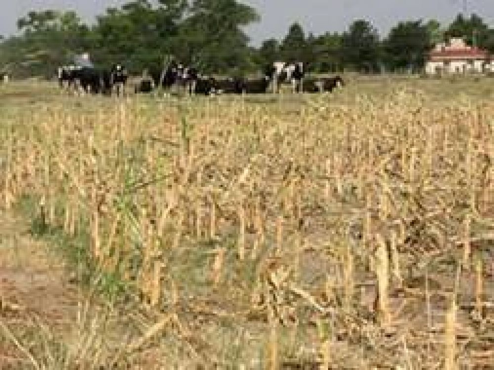 Emergencia Agropecuaria en regiones de 15 municipios de la Provincia