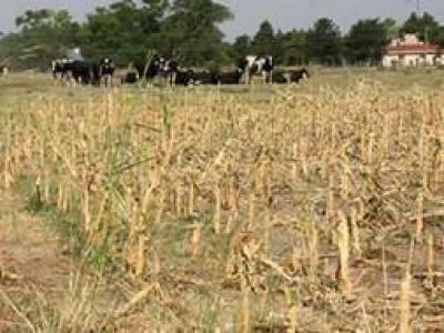 Emergencia Agropecuaria en regiones de 15 municipios de la Provincia