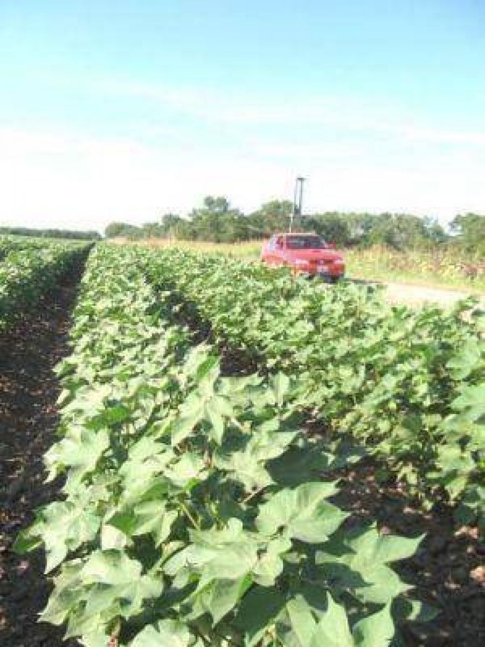 T�cnicos del Inta detectaron ataques de picudo en la zona de La Montenegrina
