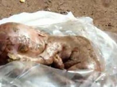 25 de Mayo: Naci� un cerdo muerto con forma de beb� humano