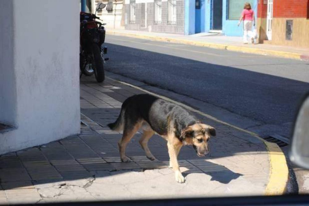 Seg�n la ordenanza aprobada, los perros seguir�n en la calle