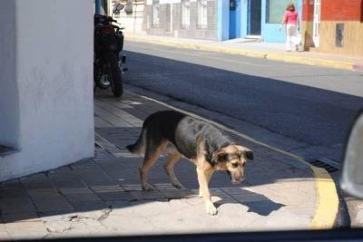 Seg�n la ordenanza aprobada, los perros seguir�n en la calle