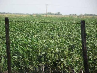 La baja temperatura complica a la soja de segunda