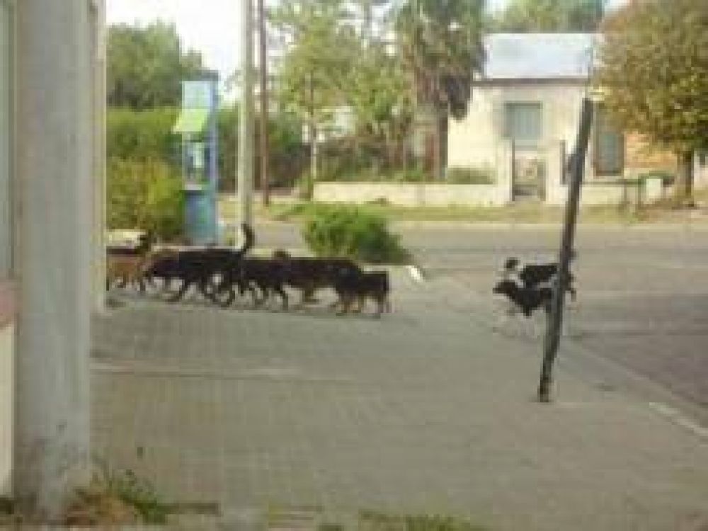 Aumentan los casos de envenenamiento de perros en Saavedra
