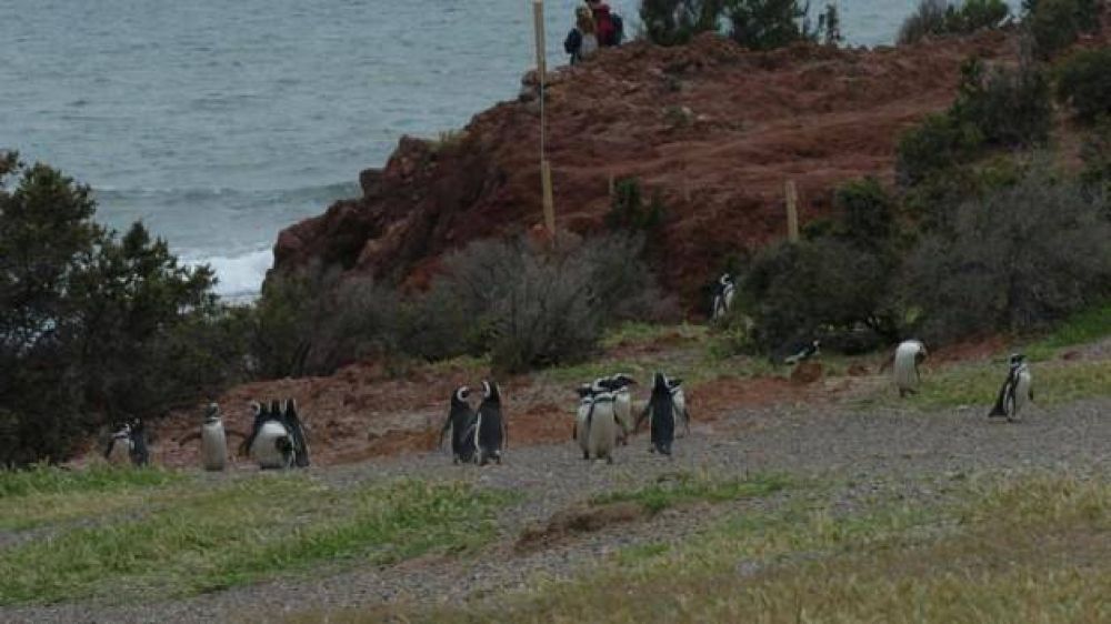 Punta Tombo abrir� durante el pr�ximo fin de semana largo con entrada gratis