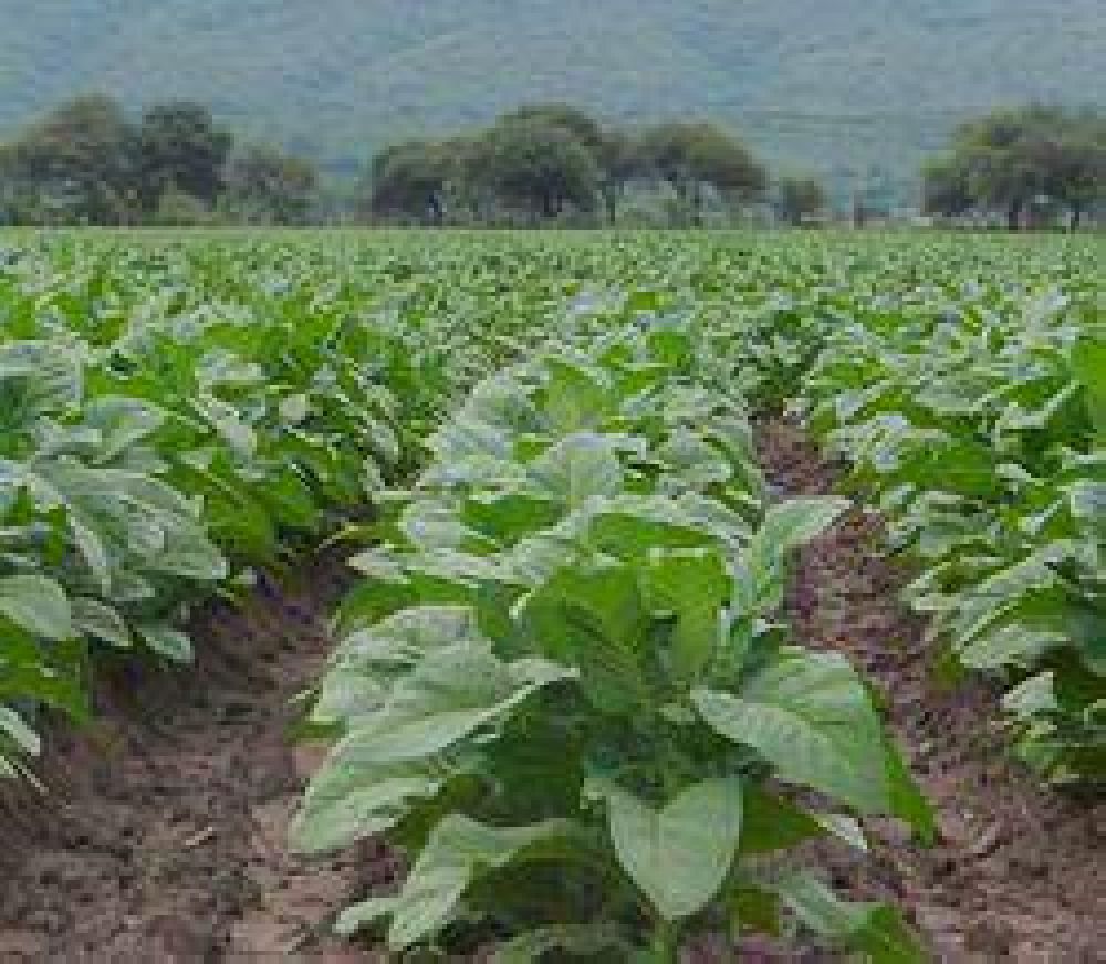 El tabaco Virginia, sin precio en firme