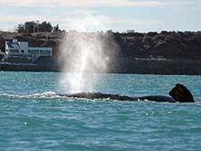Aprueban reglamentaci�n del registro de operadores con ballenas