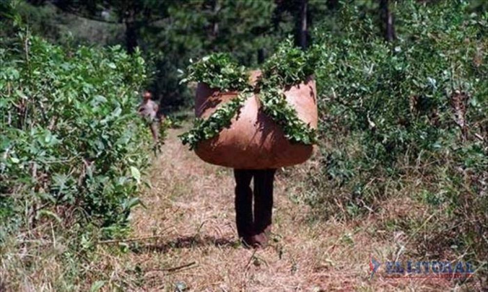 Yerba: subsidiar�n cr�ditos a quienes cumplan los precios