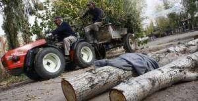 UNSJ: cambian �rboles enfermos por otros sanos