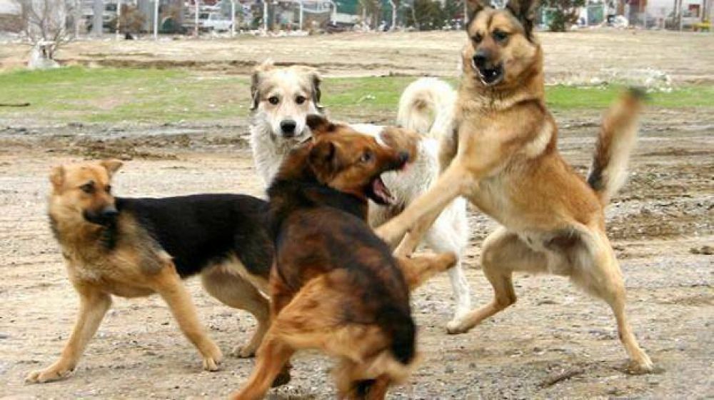 Chubut implementar� el programa de tenencia responsable de perros y gatos