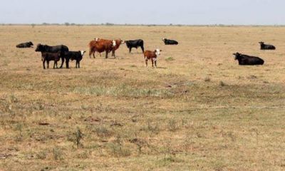  El campo sigue esperando cr�ditos por la sequ�a