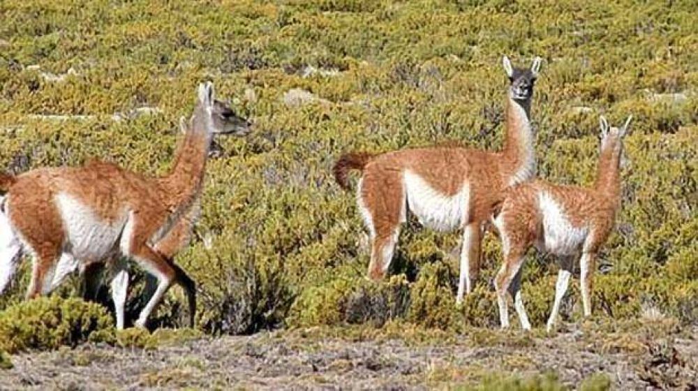 El intendente de San Juli�n est� impaciente por censar guanacos