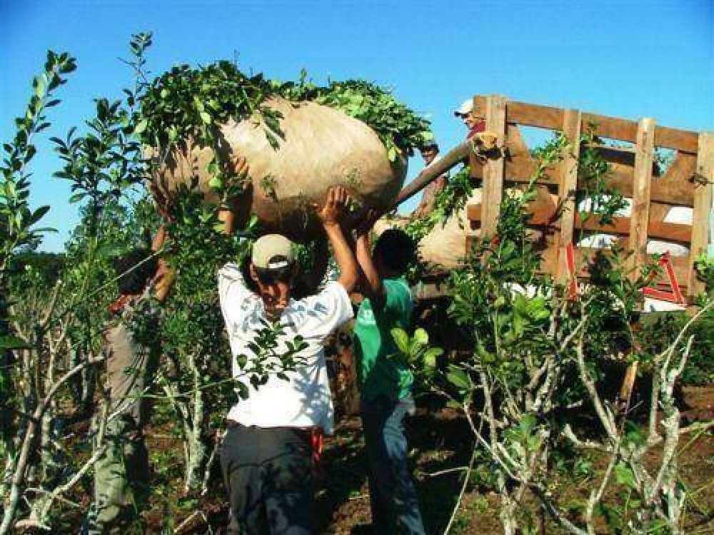 Analizan la creaci�n del Fondo Especial Yerbatero modificando ley del Inym