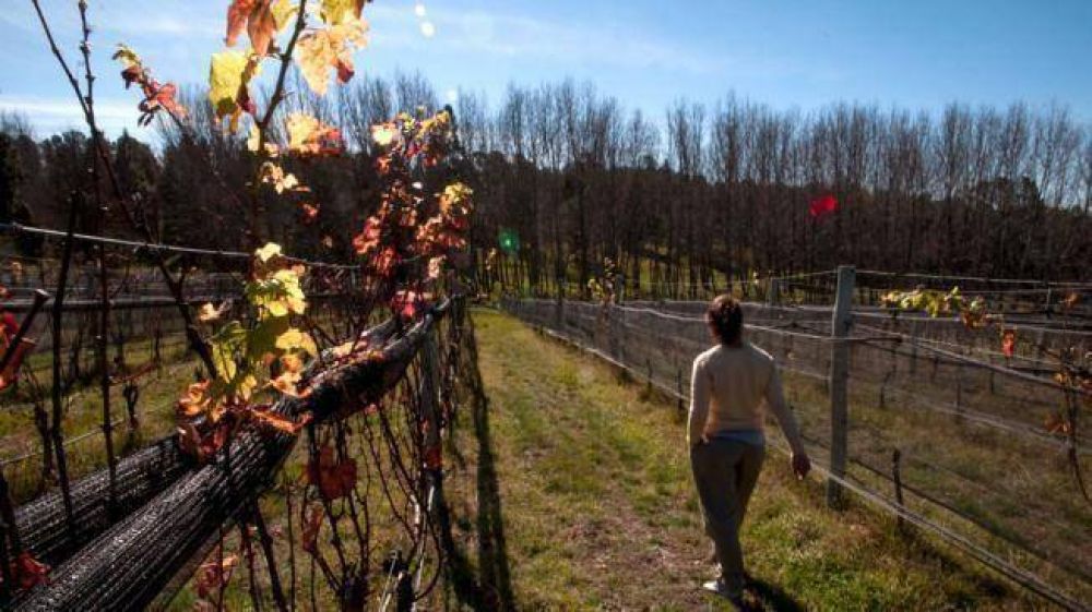 Calamuchita apuesta a los vinos para transformarse en "la Mendoza de C�rdoba"