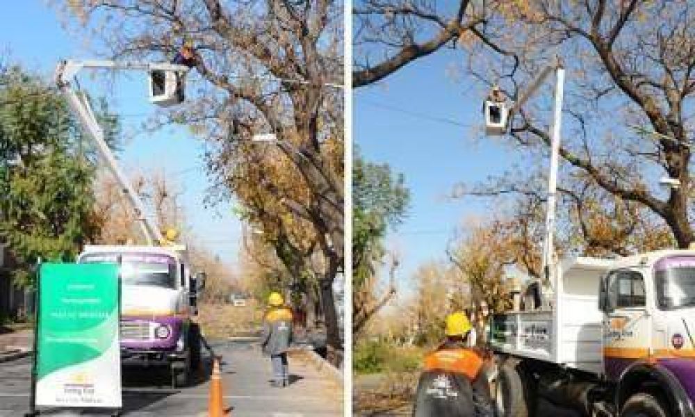 Ya comenz� la poda del arbolado p�blico en el Gran Mendoza